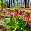 5 Pink Lady's Slipper Bulbs for Planting - Cypripedium Acaule Bare Roots for Garden 5 Pink Lady's Slipper Bulbs for Planting - Cypripedium Acaule Bare Roots for Garden - Image 1