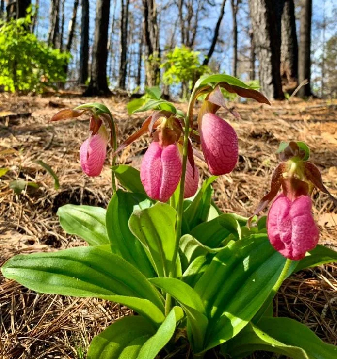 5 Pink Lady's Slipper Bulbs for Planting - Cypripedium Acaule Bare Roots for Garden 5 Pink Lady's Slipper Bulbs for Planting - Cypripedium Acaule Bare Roots for Garden - Image 1