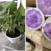 5 Purple Okinawa Sweet Potato Live Plants - Edible Tuber, Full Sun - Image 1