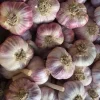 5 Purple Stripe Italian Garlic Bulbs – Hardneck Garlic for Planting 5 Purple Stripe Italian Garlic Bulbs – Hardneck Garlic for Planting - Image 1