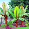 5 Red Abyssinian False Banana Tree Seeds (Musa Ensete ventricosum) Perennial Indoor/Outdoor 5 Red Abyssinian False Banana Tree Seeds (Musa Ensete ventricosum) Perennial Indoor/Outdoor - Image 1