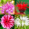 50+ Bergamot Monarda Seeds - Autumn Mix Perennial Bee Balm Flower Seeds for Hummingbirds - Image 1