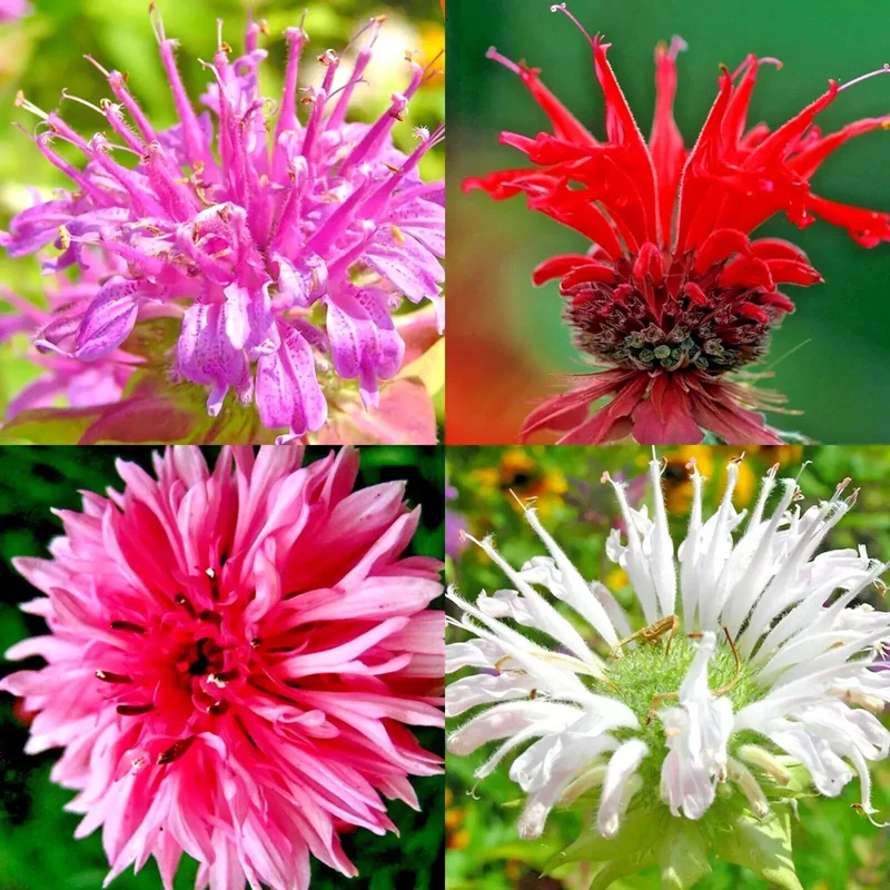 50+ Bergamot Monarda Seeds - Autumn Mix Perennial Bee Balm Flower Seeds for Hummingbirds - Image 1
