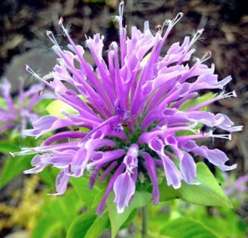 50+ Bergamot Monarda Seeds - Autumn Mix Perennial Bee Balm Flower Seeds for Hummingbirds - Image 2