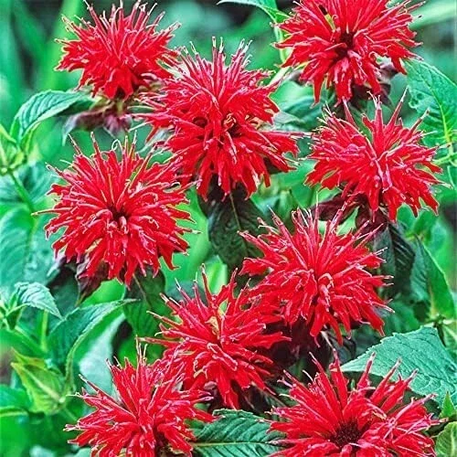 50+ Bergamot Monarda Seeds - Autumn Mix Perennial Bee Balm Flower Seeds for Hummingbirds 50+ Bergamot Monarda Seeds - Autumn Mix Perennial Bee Balm Flower Seeds for Hummingbirds - Image 3