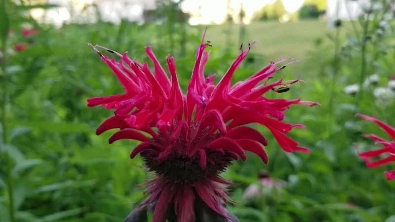 50+ Bergamot Monarda Seeds - Autumn Mix Perennial Bee Balm Flower Seeds for Hummingbirds 50+ Bergamot Monarda Seeds - Autumn Mix Perennial Bee Balm Flower Seeds for Hummingbirds - Image 4
