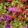 50+ Bergamot Seeds Monarda Autumn Mix Perennial Bee Balm Seeds for Planting 50+ Bergamot Seeds Monarda Autumn Mix Perennial Bee Balm Seeds for Planting - Image 1