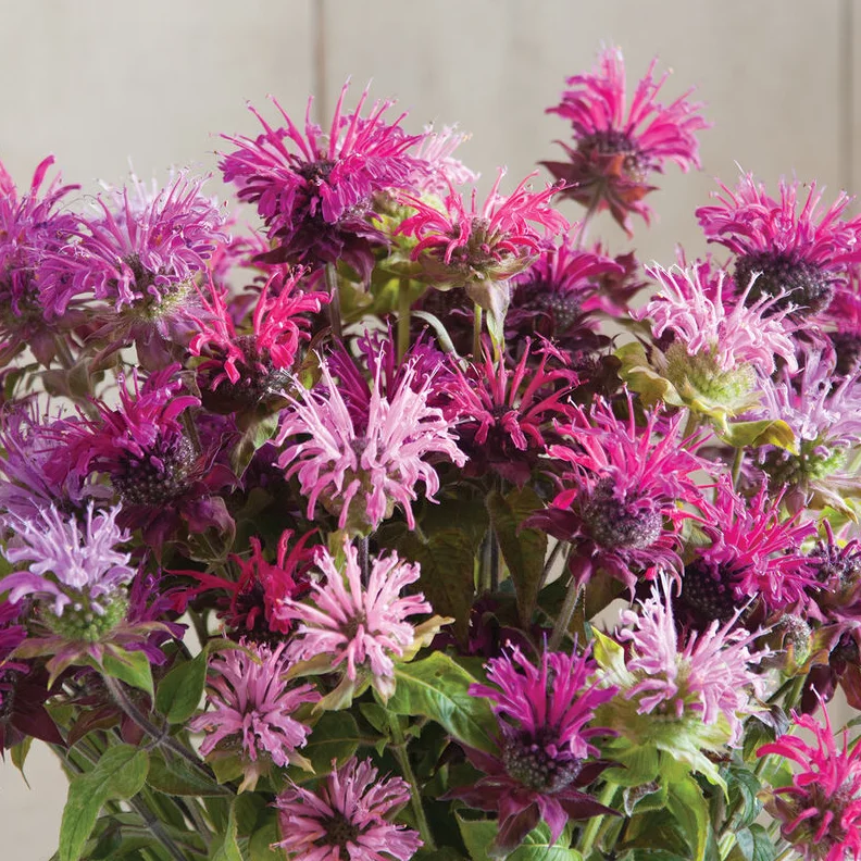 50+ Bergamot Seeds Monarda Autumn Mix Perennial Bee Balm Seeds for Planting 50+ Bergamot Seeds Monarda Autumn Mix Perennial Bee Balm Seeds for Planting - Image 2