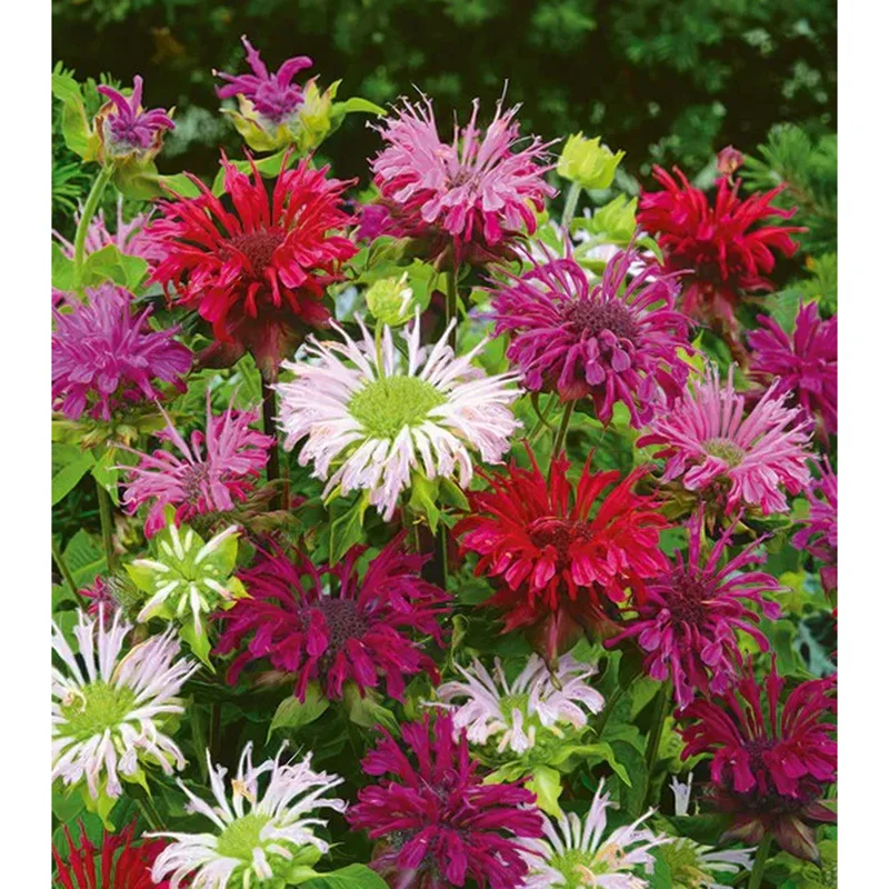 50+ Bergamot Seeds Monarda Autumn Mix Perennial Bee Balm Seeds for Planting 50+ Bergamot Seeds Monarda Autumn Mix Perennial Bee Balm Seeds for Planting - Image 3