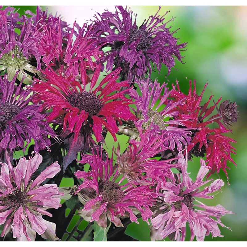 50+ Bergamot Seeds Monarda Autumn Mix Perennial Bee Balm Seeds for Planting 50+ Bergamot Seeds Monarda Autumn Mix Perennial Bee Balm Seeds for Planting - Image 4