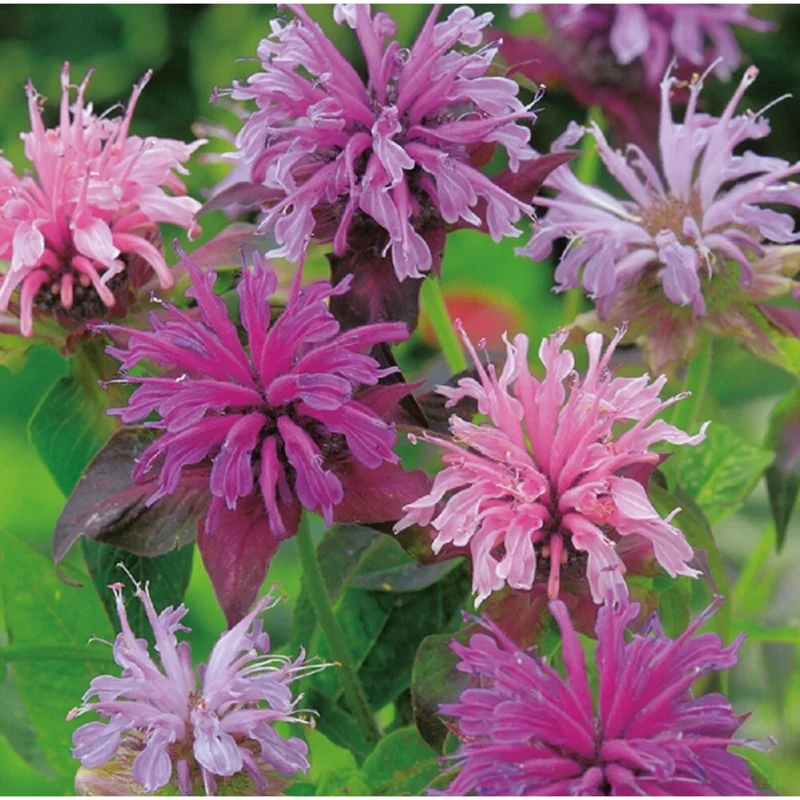50+ Bergamot Seeds Monarda Autumn Mix Perennial Bee Balm Seeds for Planting 50+ Bergamot Seeds Monarda Autumn Mix Perennial Bee Balm Seeds for Planting - Image 5