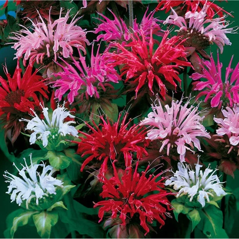50+ Bergamot Seeds Monarda Autumn Mix Perennial Bee Balm Seeds for Planting 50+ Bergamot Seeds Monarda Autumn Mix Perennial Bee Balm Seeds for Planting - Image 6