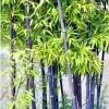 50+ Black Bamboo Seeds - Cold Hardy Perennial for Garden & Bonsai 50+ Black Bamboo Seeds - Cold Hardy Perennial for Garden & Bonsai - Image 1