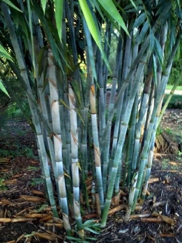 50 Blue Bamboo Seeds - Clumping Privacy Plant for Garden & Shade 50 Blue Bamboo Seeds - Clumping Privacy Plant for Garden & Shade - Image 2