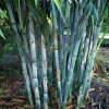 50 Blue Bamboo Seeds - Clumping Privacy Plant for Garden & Shade 50 Blue Bamboo Seeds - Clumping Privacy Plant for Garden & Shade - Image 1