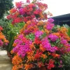 50 Bougainvillea Seeds - Climbing Flower Vine for Garden & Balcony Decor - Image 1