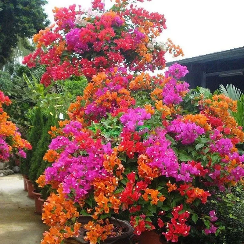 50 Bougainvillea Seeds - Climbing Flower Vine for Garden & Balcony Decor - Image 1