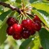 50 Cherry Seeds - Sweet Fruit Tree Seeds for Home & Patio Growing, Prunus - Image 1
