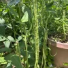 50 Dark Green Yard Long Bean Seeds - Heirloom Chinese Asparagus Bean 50 Dark Green Yard Long Bean Seeds - Heirloom Chinese Asparagus Bean - Image 1