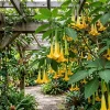 50 Datura Seeds - Outdoor Ornamental Flower for Home Garden Yard - Image 1