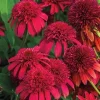50 Double Cranberry Coneflower Seeds - Echinacea Perennial Flower Seeds - Outdoor 50 Double Cranberry Coneflower Seeds - Echinacea Perennial Flower Seeds - Outdoor - Image 1