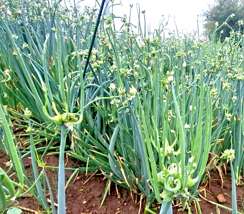 50 Egyptian Walking Onion Seeds - Perennial Multiplier Tree Onion Sets 50 Egyptian Walking Onion Seeds - Perennial Multiplier Tree Onion Sets - Image 2