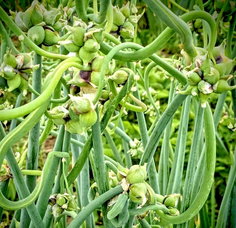 50 Egyptian Walking Onion Seeds - Perennial Multiplier Tree Onion Sets 50 Egyptian Walking Onion Seeds - Perennial Multiplier Tree Onion Sets - Image 3