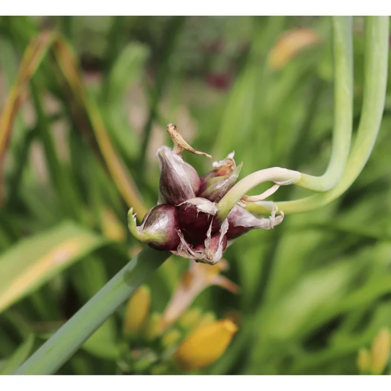 50 Egyptian Walking Onion Seeds - Perennial Multiplier Onion Bulblet Seeds 50 Egyptian Walking Onion Seeds - Perennial Multiplier Onion Bulblet Seeds - Image 3