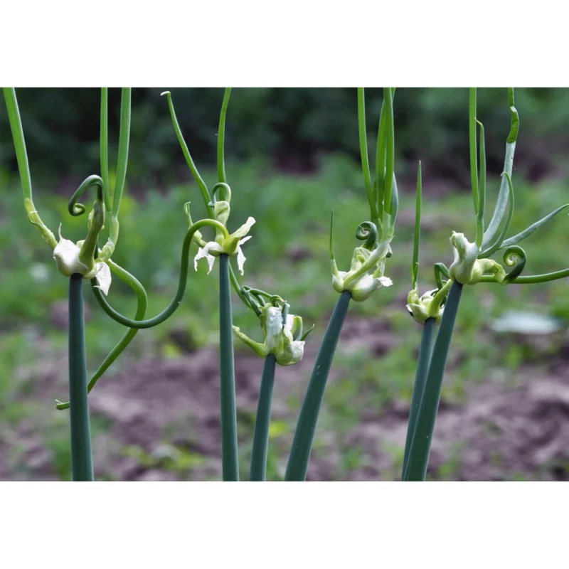 50 Egyptian Walking Onion Seeds - Perennial Multiplier Onion Bulblet Seeds 50 Egyptian Walking Onion Seeds - Perennial Multiplier Onion Bulblet Seeds - Image 4