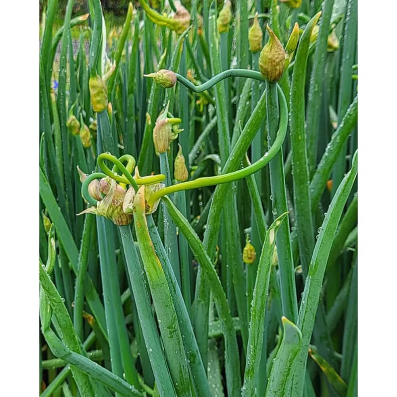 50 Egyptian Walking Onion Seeds - Perennial Multiplier Onion Bulblet Seeds 50 Egyptian Walking Onion Seeds - Perennial Multiplier Onion Bulblet Seeds - Image 5