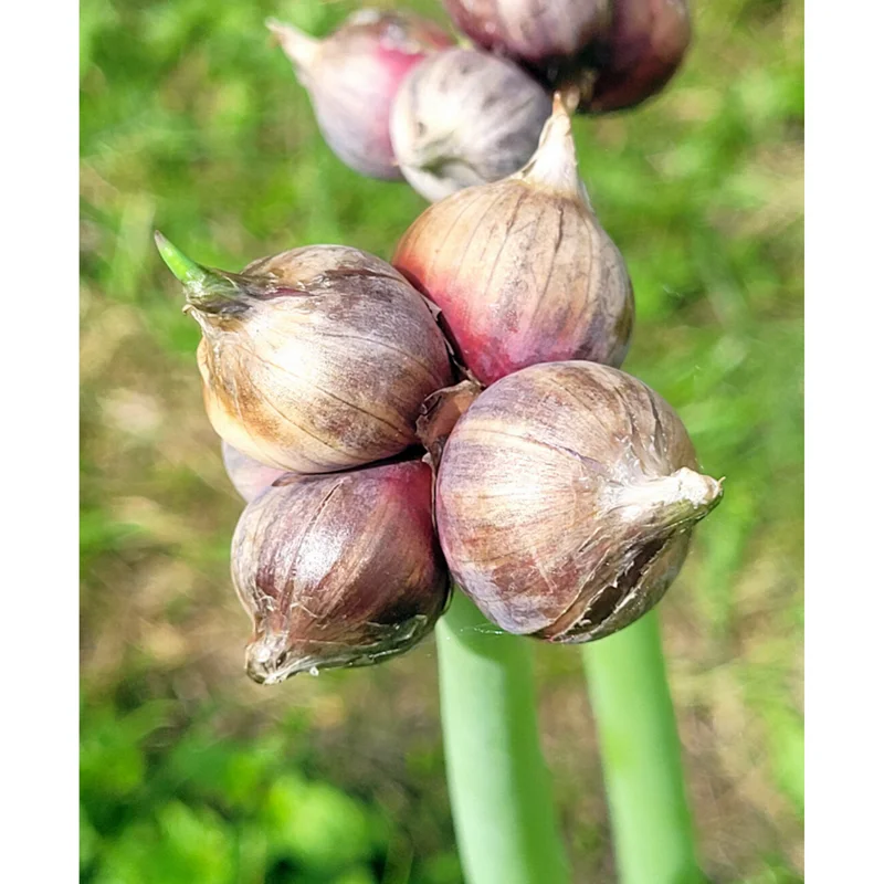 50 Egyptian Walking Onion Seeds - Perennial Multiplier Onion Bulblet Seeds 50 Egyptian Walking Onion Seeds - Perennial Multiplier Onion Bulblet Seeds - Image 6