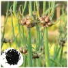 50 Egyptian Walking Onion Seeds - Perennial Multiplier Onion Bulblet Seeds 50 Egyptian Walking Onion Seeds - Perennial Multiplier Onion Bulblet Seeds - Image 1