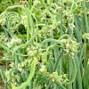 50 Egyptian Walking Onion Seeds - Perennial Multiplier Tree Onion Sets 50 Egyptian Walking Onion Seeds - Perennial Multiplier Tree Onion Sets - Image 1