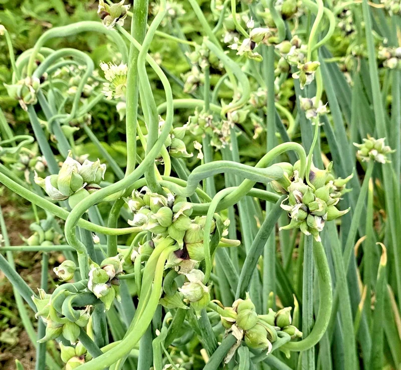 50 Egyptian Walking Onion Seeds - Perennial Multiplier Tree Onion Sets 50 Egyptian Walking Onion Seeds - Perennial Multiplier Tree Onion Sets - Image 1