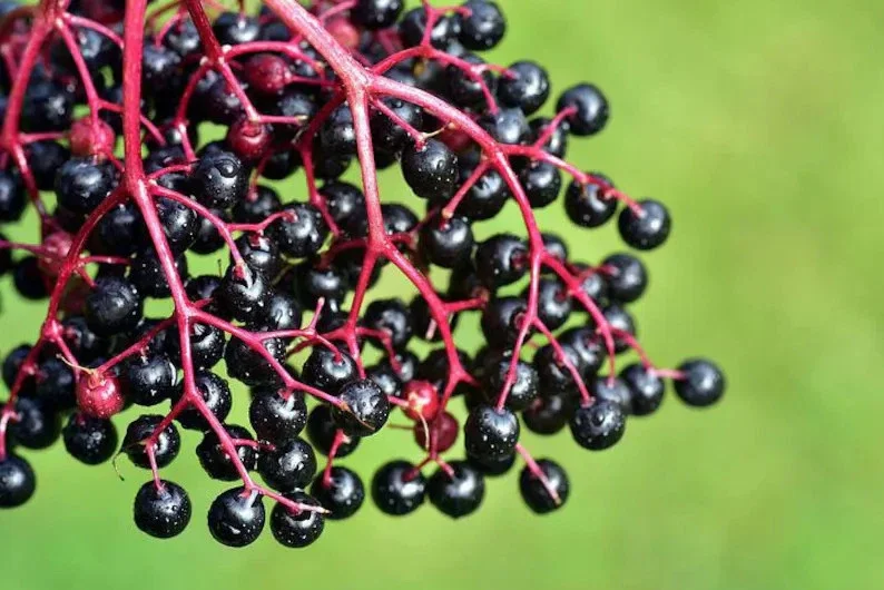 50 Elderberry Seeds – Shrub Plant Seeds – Outdoor Garden Landscaping - Image 2