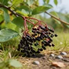 50 Elderberry Seeds – Shrub Plant Seeds – Outdoor Garden Landscaping - Image 1
