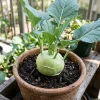 50 Kohlrabi Seeds - Fresh Vegetable Seeds for Garden & Balcony Planting - Annual Brassica - Image 1