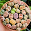 50 Lithops Seed Mix - Living Stone Succulent Seeds for Planting - Indoor/Outdoor - Image 1