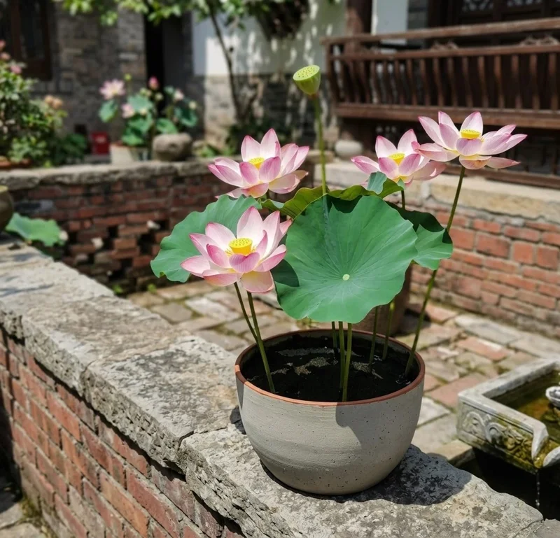 50 Lotus Seeds – Aquatic Water Plant Seeds – Easy Grow Pond & Garden Decor - Image 2