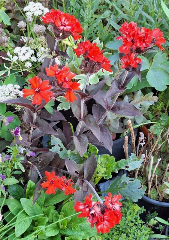 50 Lychnis Arkwrightii Vesuvius Scarlet Seeds - Dark Leaves, Rare Flower - Image 2