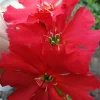 50 Lychnis Arkwrightii Vesuvius Scarlet Seeds - Dark Leaves, Rare Flower - Image 1