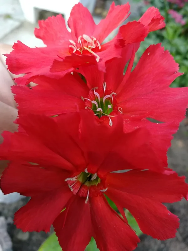 50 Lychnis Arkwrightii Vesuvius Scarlet Seeds - Dark Leaves, Rare Flower - Image 1