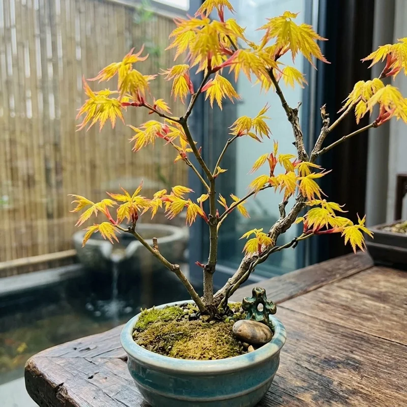 50 Maple Tree Seeds - Ornamental Tree Seeds for Outdoor Planting - Image 2