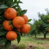 50 Orange Tree Seeds – Fragrant Citrus Seeds for Home Garden & Patio - Image 1