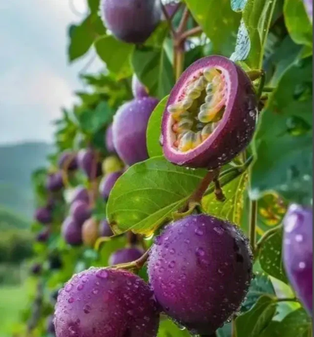 50 Passion Fruit Seeds - Tropical Fruit Vine Seeds for Home Garden Outdoor - Image 2