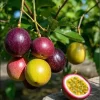 50 Passion Fruit Seeds - Tropical Fruit Vine Seeds for Home Garden Outdoor - Image 1