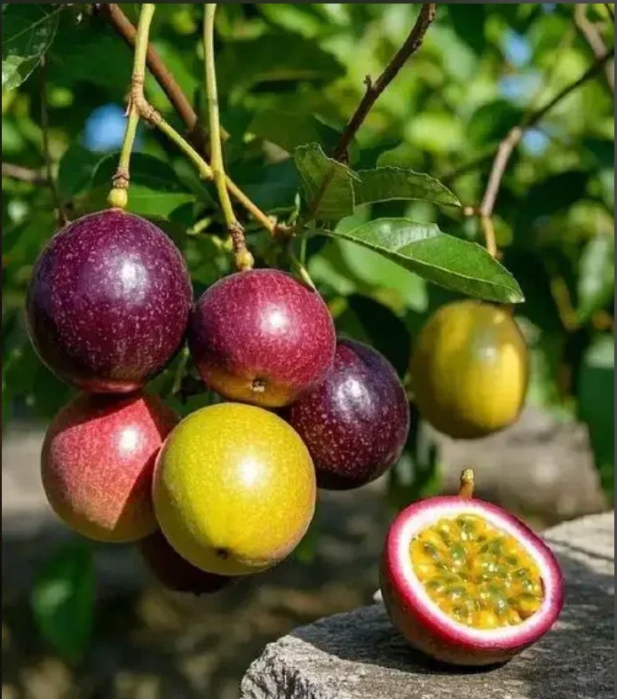 50 Passion Fruit Seeds - Tropical Fruit Vine Seeds for Home Garden Outdoor - Image 1