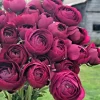 50 Purple Ranunculus Seeds – Double Bloom Buttercups | Vibrant Spring Flowers - Image 1