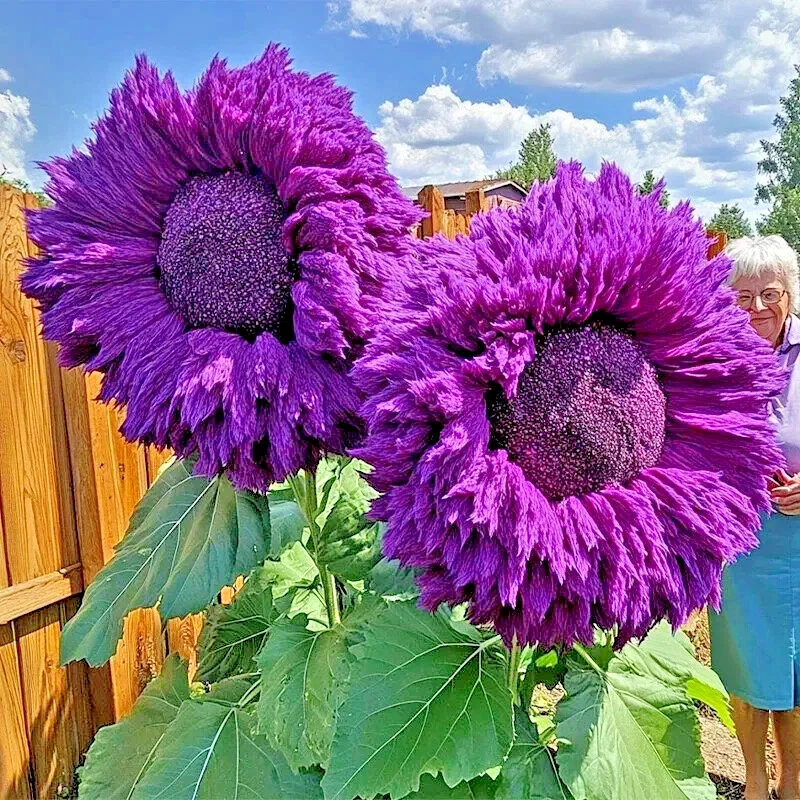 50 Purple Teddy Bear Sunflower Seeds - Rare Enchanting Annual Blooms for Outdoor Garden 50 Purple Teddy Bear Sunflower Seeds - Rare Enchanting Annual Blooms for Outdoor Garden - Image 2