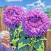 50 Purple Teddy Bear Sunflower Seeds - Rare Enchanting Annual Blooms for Outdoor Garden - Image 1